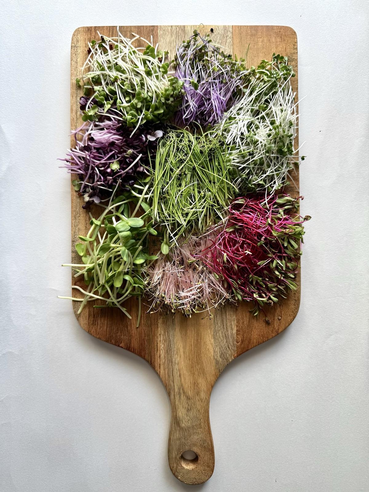 Gutsee Greens Bold, a board of mixed microgreen varieties