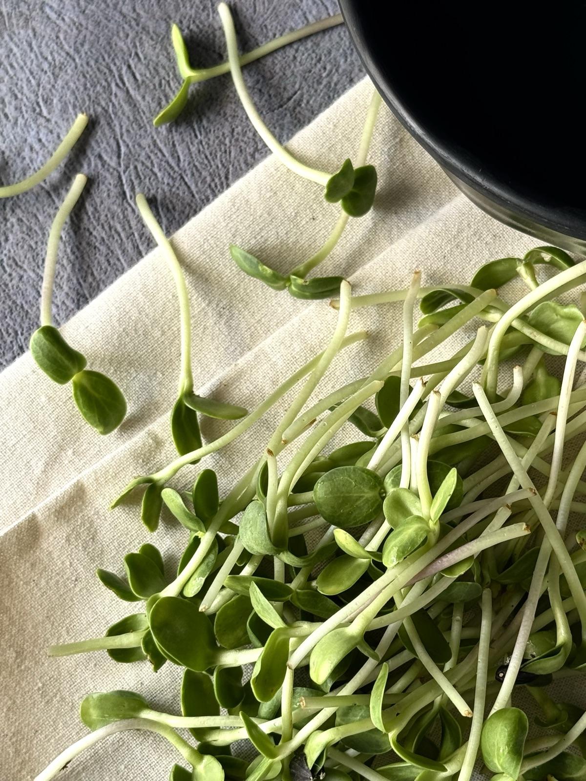 Gutsee Greens Classic, fresh sunflower microgreens