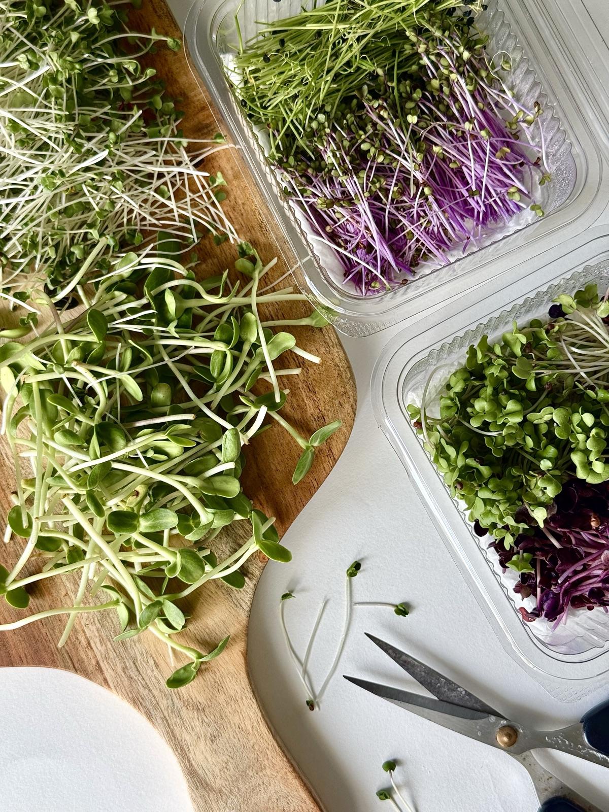 Trays of microgreens being cut and packed to order