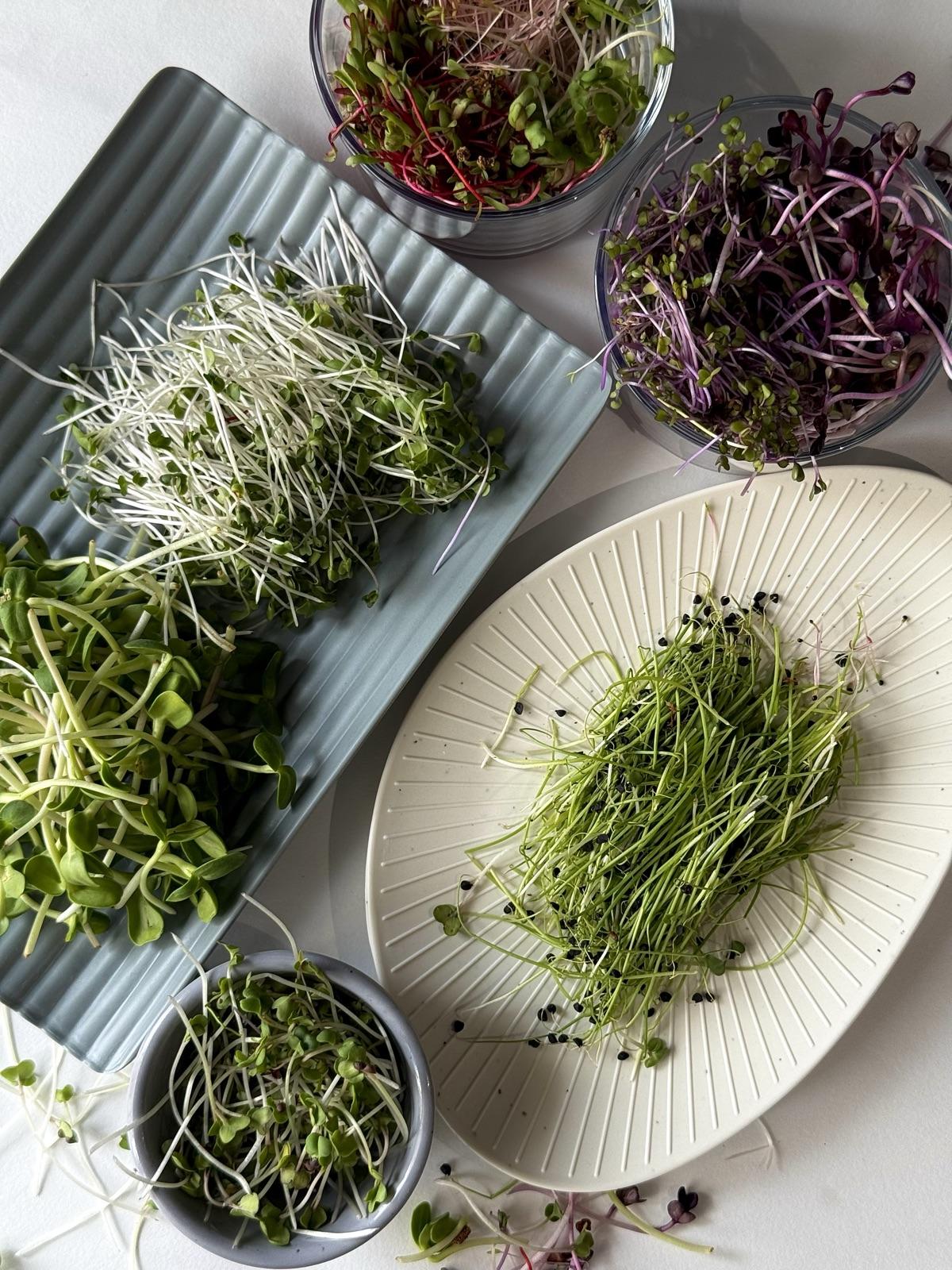 An array of freshly cut microgreen varieties in bowls and on a board